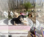 Small Photo #11 Australian Shepherd Puppy For Sale in FARMVILLE, VA, USA