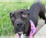 Small #1 Boxer Mix