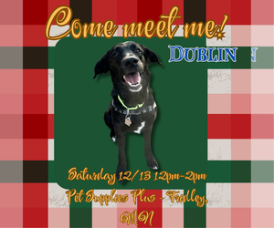 Medium Collie-Labrador Retriever Mix