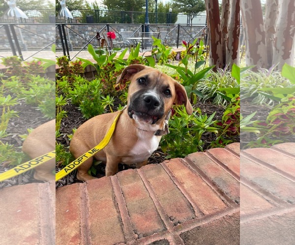 Medium Photo #15 Mutt Puppy For Sale in Derwood, MD, USA