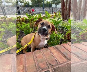 Krew - Male Mutt Dog for Adoption - Photo #15
