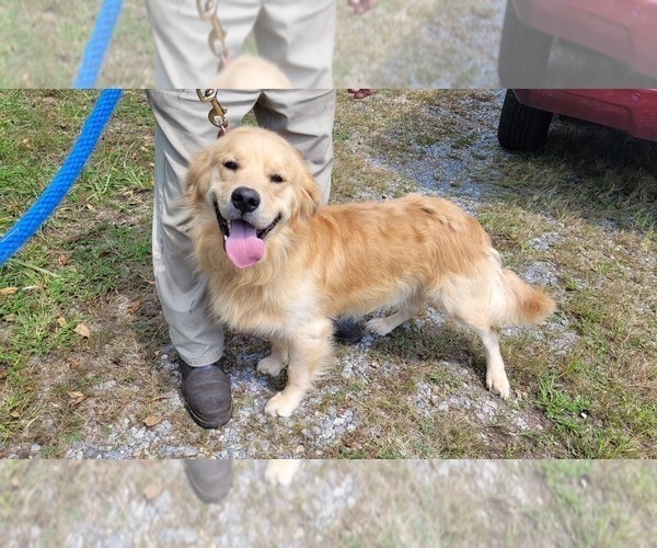 Medium Photo #1 Golden Retriever Puppy For Sale in THAXTON, VA, USA