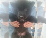 Small Photo #10 Wolf Hybrid Puppy For Sale in DALTON, OH, USA