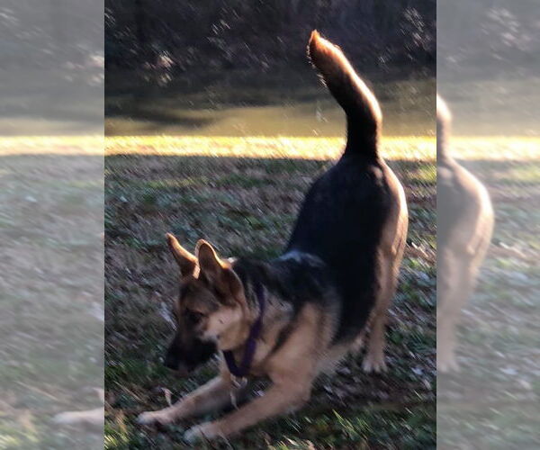 Medium Photo #6 German Shepherd Dog Puppy For Sale in New Hill, NC, USA