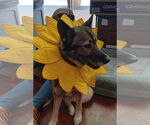 Small #7 German Shepherd Dog