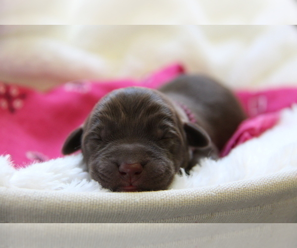 Medium Photo #4 Labrador Retriever Puppy For Sale in HYDE PARK, VT, USA