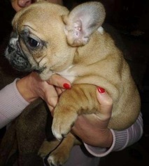 French Bulldog Puppy for sale in LAKE STEVENS, WA, USA