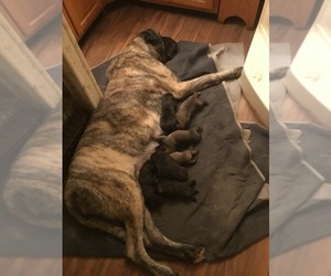 Mastiff Puppy for Sale in DELHI, Iowa USA