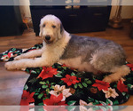 Small Photo #8 Old English Sheepdog Puppy For Sale in OSCEOLA, IN, USA