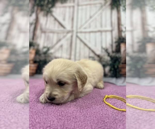 Medium Photo #15 English Cream Golden Retriever Puppy For Sale in BUSHNELL, FL, USA