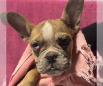 Small French Bulldog Mix