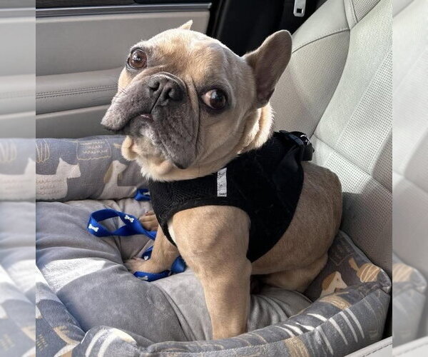 Medium Photo #3 French Bulldog Puppy For Sale in Spring Lake, NC, USA