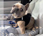 Small Photo #3 French Bulldog Puppy For Sale in Spring Lake, NC, USA