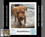 Small Photo #1 Labrador Retriever-Unknown Mix Puppy For Sale in Kimberton, PA, USA