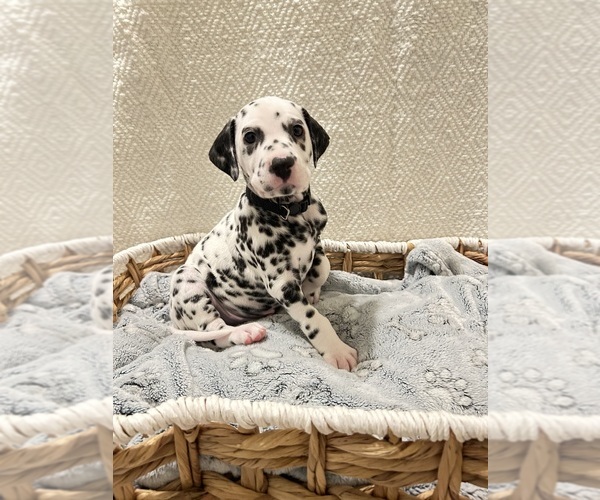 Medium Photo #13 Dalmatian Puppy For Sale in PHOENIX, AZ, USA