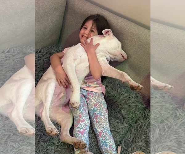 Medium Photo #4 American Pit Bull Terrier Puppy For Sale in Hillsboro, NH, USA