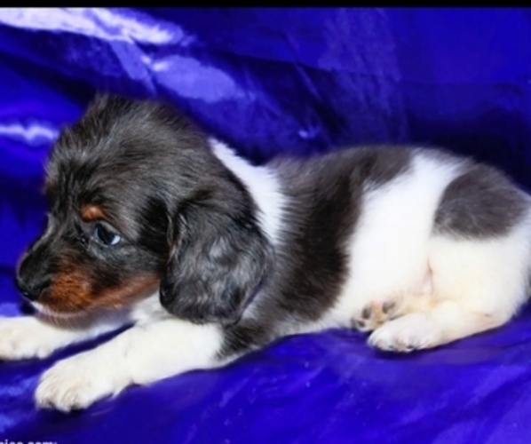 Medium Photo #3 Dachshund Puppy For Sale in BLMGTN, IN, USA