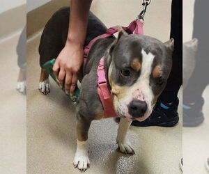 American Pit Bull Terrier-Unknown Mix Dogs for adoption in Decatur, IL, USA