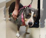 Small American Pit Bull Terrier Mix