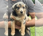 Small #7 Texas Heeler