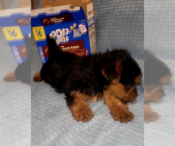Medium Photo #256 Yorkshire Terrier Puppy For Sale in AKRON, OH, USA