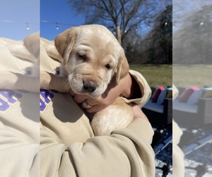 Labrador Retriever Puppy for Sale in ELON, North Carolina USA