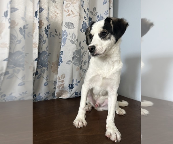 Medium Photo #11 Cockapoo (Miniature) Puppy For Sale in DURHAM, CT, USA