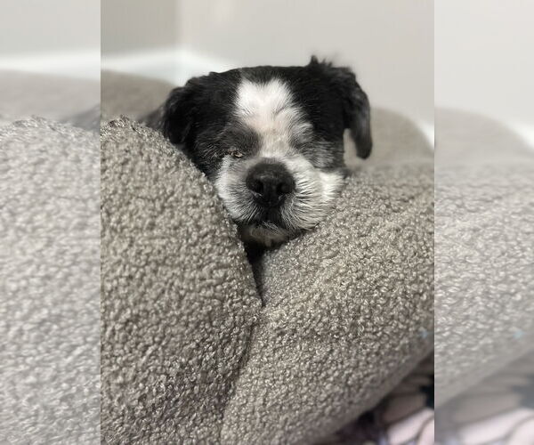 Medium Photo #2 Shih Tzu Puppy For Sale in Spring Lake, NJ, USA