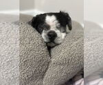 Small #1 Shih Tzu