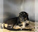 Small #1 Rottweiler Mix