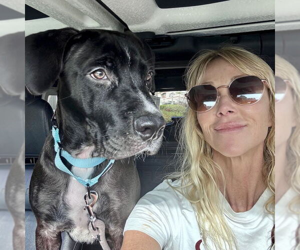 Medium Photo #5 Labrador Retriever-Unknown Mix Puppy For Sale in San Juan Capistrano, CA, USA