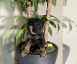 Small Photo #3 German Shepherd Dog Puppy For Sale in GRANDVIEW, MO, USA