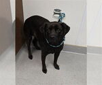 Small #1 Labrador Retriever Mix