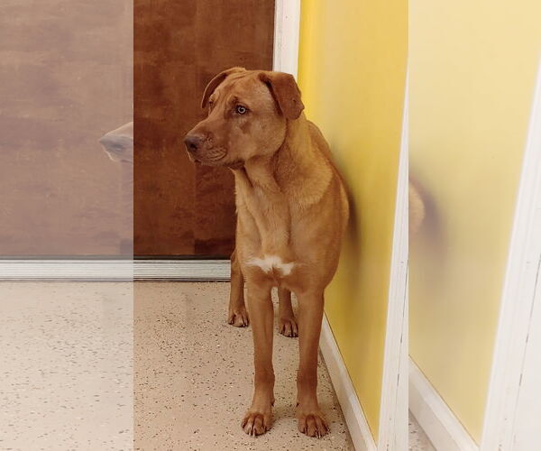Medium Photo #2 Shepradors Puppy For Sale in York, SC, USA