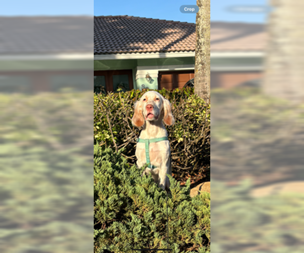 Medium Photo #3 English Setter Puppy For Sale in Lighthouse Point, FL, USA