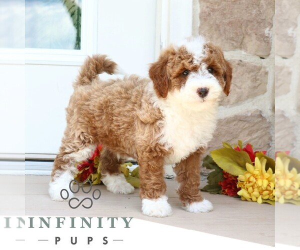Medium Photo #5 Goldendoodle (Miniature) Puppy For Sale in GORDONVILLE, PA, USA