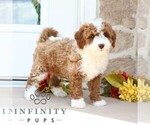 Small #4 Goldendoodle (Miniature)