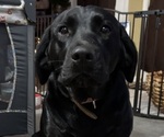 Small Photo #1 Labrador Retriever Puppy For Sale in COTTAGEVILLE, SC, USA