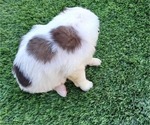 Small Photo #3 Saint Bernard Puppy For Sale in EDINBURG, PA, USA