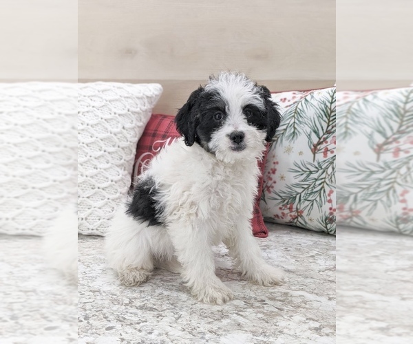 Medium Photo #6 Miniature Bernedoodle Puppy For Sale in NORTH LAWRENCE, OH, USA