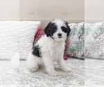 Small Photo #6 Miniature Bernedoodle Puppy For Sale in NORTH LAWRENCE, OH, USA