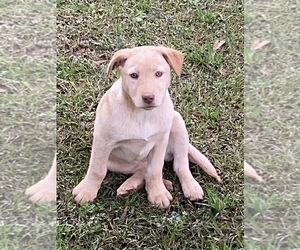 Shepradors Puppy for sale in NAUVOO, AL, USA
