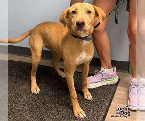 Carolina Dog-Labrador Retriever Mix Dogs for adoption in Washington, DC, USA