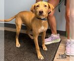 Belle - Female Carolina Dog-Labrador Retriever Mix Dog for Adoption - Small photo