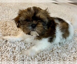 Shih Tzu Puppy for sale in FAIR HAVEN, MI, USA