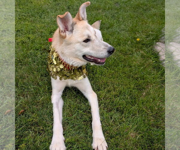 Medium Photo #7 Huskies -Unknown Mix Puppy For Sale in Fargo, ND, USA