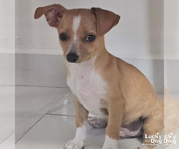 Medium Photo #2 ShiChi Puppy For Sale in Washington, DC, USA