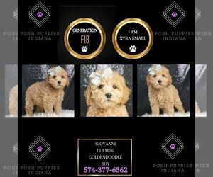 Goldendoodle (Miniature) Puppy for sale in WARSAW, IN, USA
