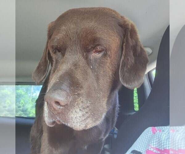 Medium Photo #1 Labrador Retriever Puppy For Sale in ELLIOTTSBURG, PA, USA