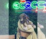 Small #1 American Staffordshire Terrier-Labrador Retriever Mix